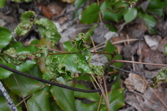 Aceria caliberberis