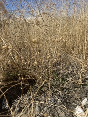 Centaurea melitensis