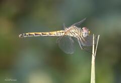 Trithemis