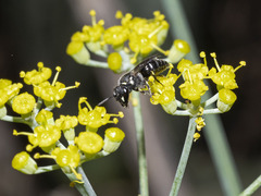Hylaeus pictipes