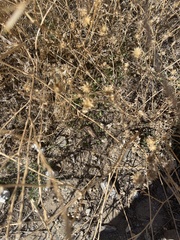 Centaurea melitensis