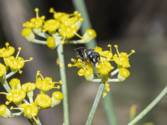 Hylaeus pictipes