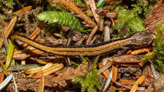 Plethodon vehiculum
