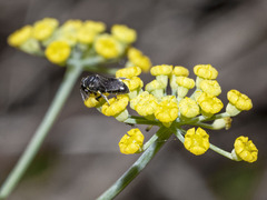 Hylaeus pictipes