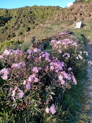 Senecio glastifolius