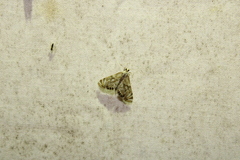 Neocataclysta magnificalis
