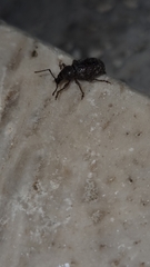 Otiorhynchus