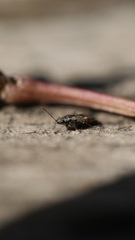 Lygaeoidea