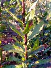 Senecio glastifolius