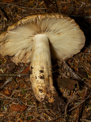 Russula fragrantissima