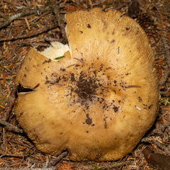 Russula fragrantissima