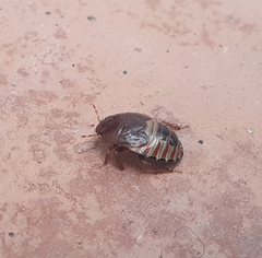 Macroscytus brunneus