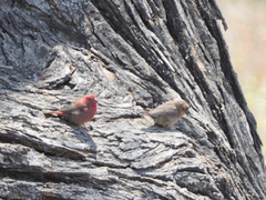 Lagonosticta senegala