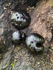 Daldinia concentrica