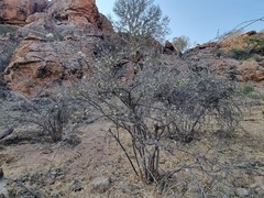 Combretum mossambicense