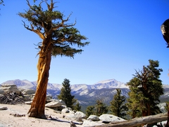 Pinus balfouriana