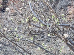 Combretum mossambicense