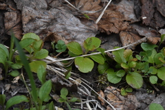 Linnaea borealis longiflora