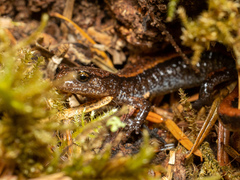 Plethodon
