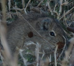 Cavia