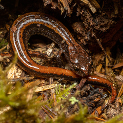 Plethodon