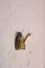 Acronicta lithospila