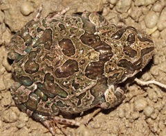 Pleurodema marmoratum