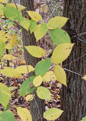 Ulmus