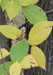 Ulmus