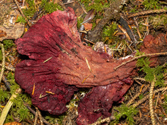 Hypomyces