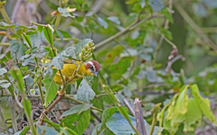 Basileuterus delattrii