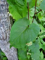 Fallopia cilinodis
