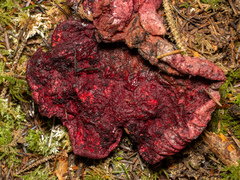 Hypomyces