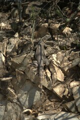 Ctenosaura macrolopha