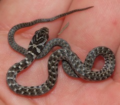 Erythrolamprus almadensis