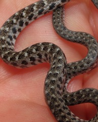 Erythrolamprus almadensis