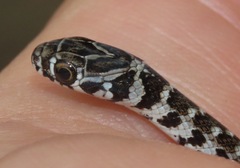 Erythrolamprus almadensis