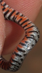 Erythrolamprus almadensis