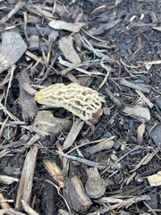 Morchella rufobrunnea