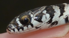 Erythrolamprus almadensis