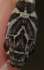 Erythrolamprus almadensis