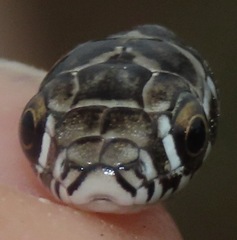 Erythrolamprus almadensis