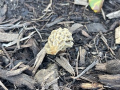 Morchella rufobrunnea