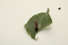 Furcula borealis