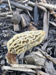 Morchella rufobrunnea