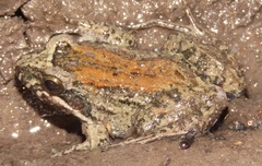 Leptodactylus podicipinus