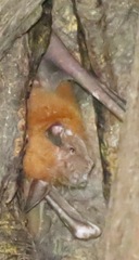 Noctilio albiventris