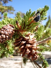 Pinus balfouriana