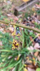 Calyptratae
