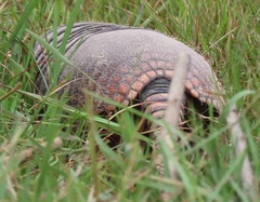 Euphractus sexcinctus